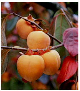 persimmons