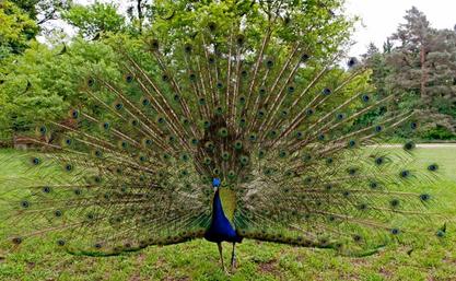 Pfau auf der Pfaueninsel