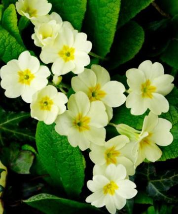 primrose