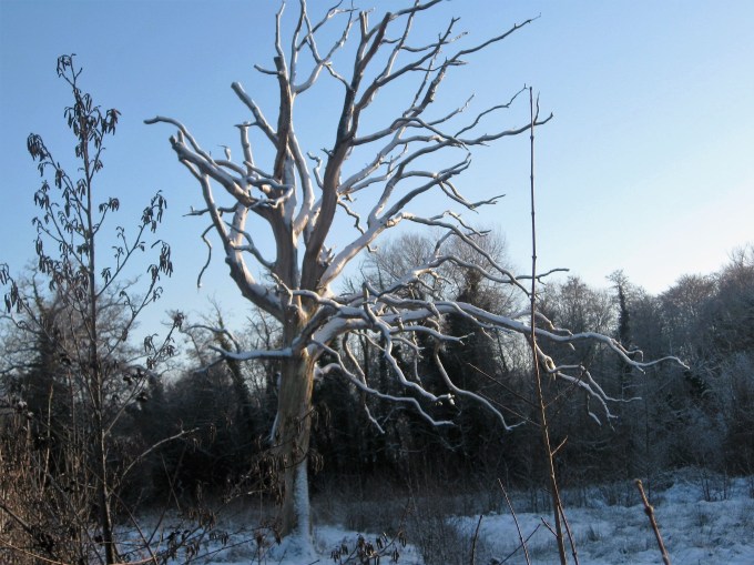 Awakening in January