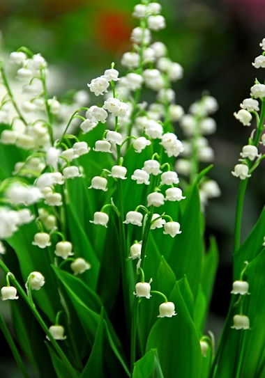 Flower lily of the valley(1).jpg
