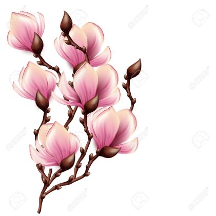 Magnolia Blossom