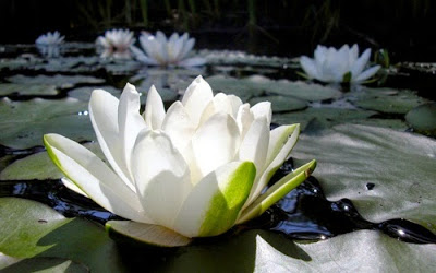Rising Lotus Flower