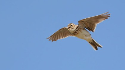 Skylark