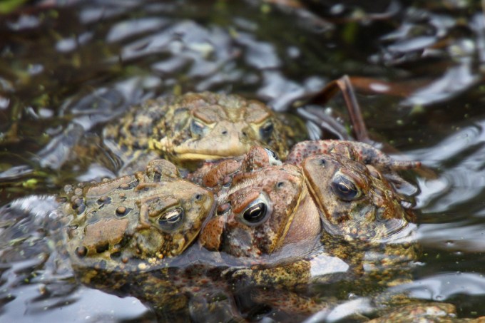 American Toads Fighting for Mate