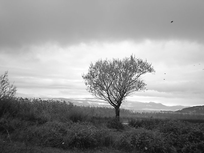 abandoned_tree_by_lavrentij6lavinija