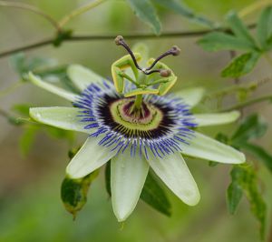 passiflora_caerulea_flower