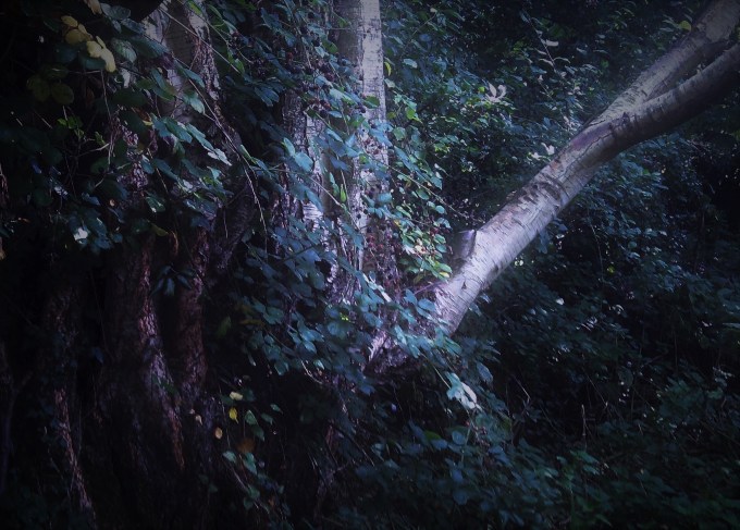 Birches by Moonlight