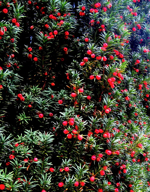 Churchyard Yew
