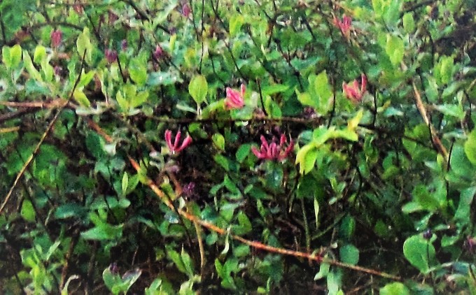 Honeysuckle
