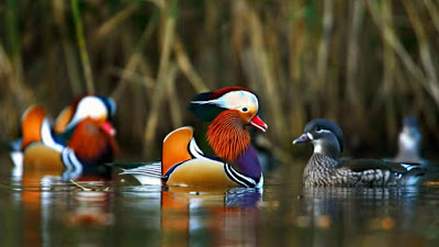 mandarin-ducks_000589