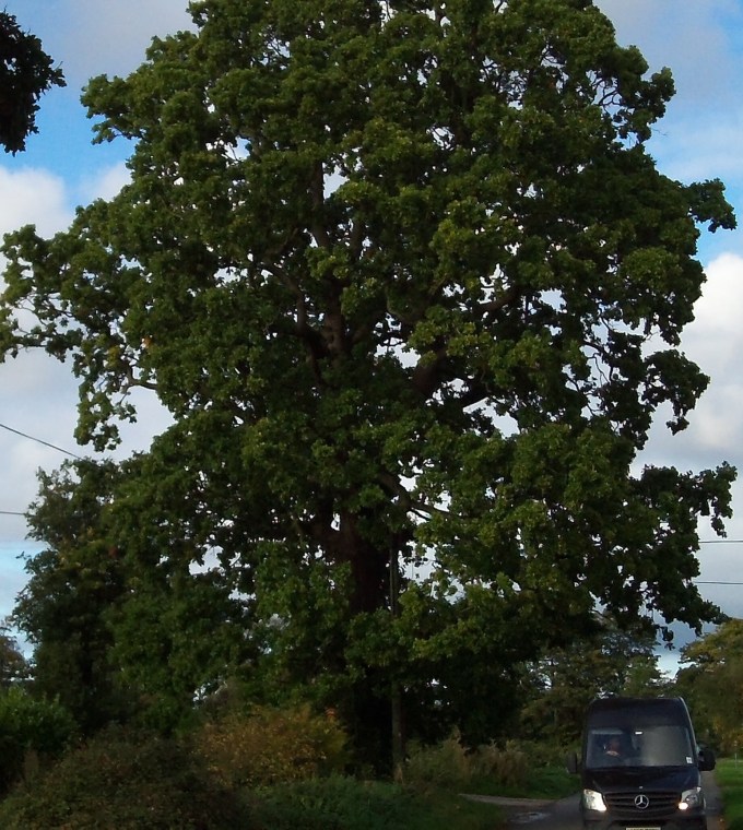 The Sturdy Oak