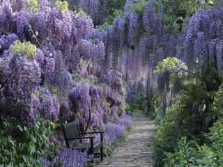 Wisteria