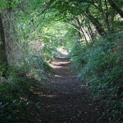 Woodland_Path_-_geograph.org_.uk_-_982713