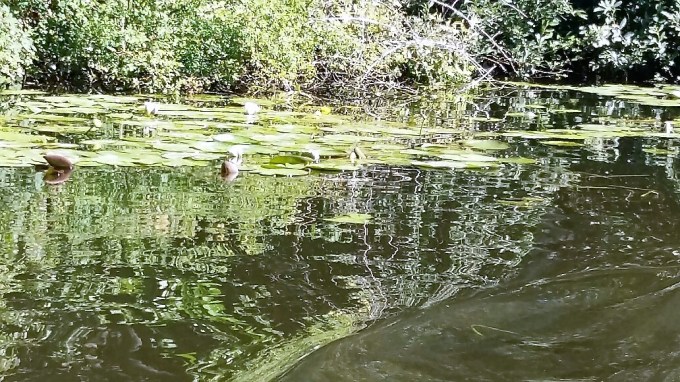 20160806_104738_resized