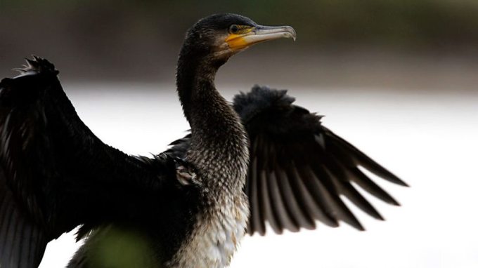 Cormorant