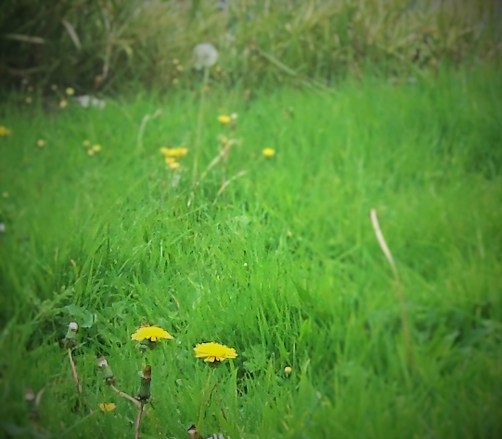 Dandelion Sunshine