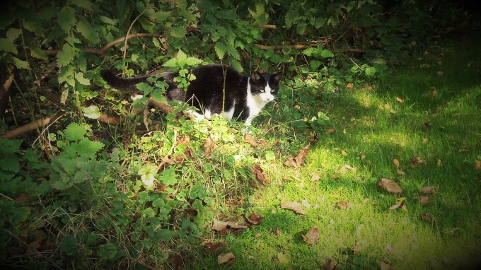 Outside my Kitchen Window a Jungle