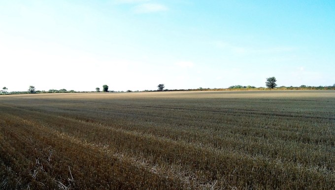 Song of the grasshopper