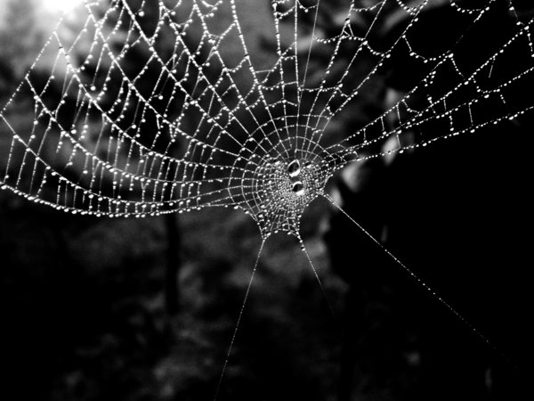 spider_web_by_lequip