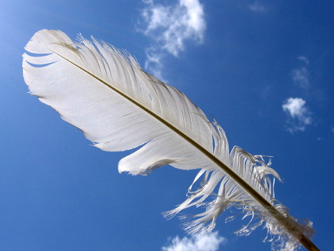 White-Feather-2