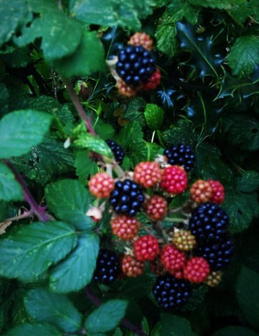 blackberries