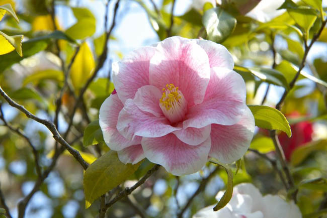 camellia2016