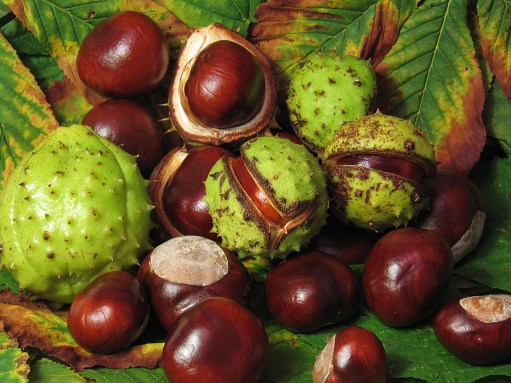 conkers