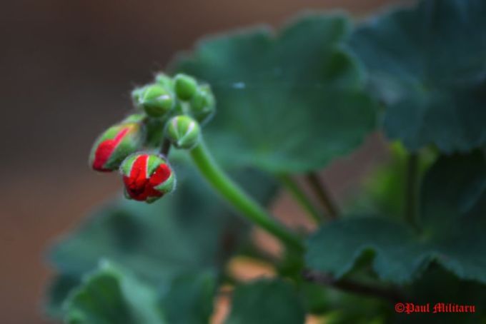 geranium-bud