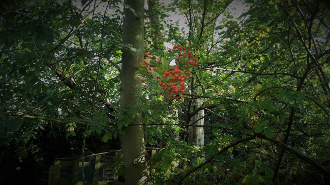 happiness-in-the-quiet-garden