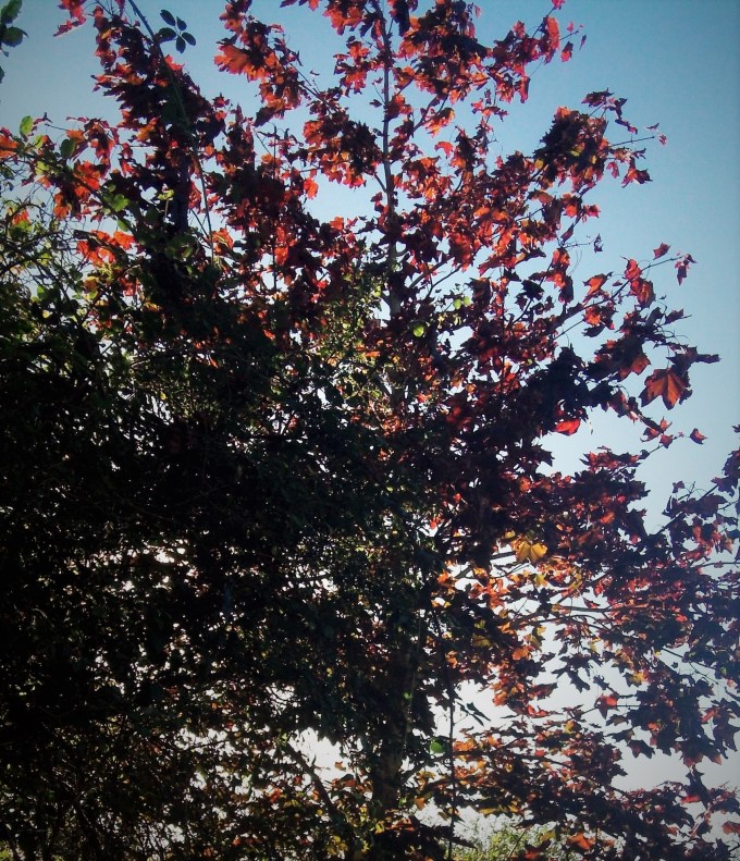 rusty-tree