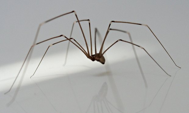 daddy-long-legs-spider-012