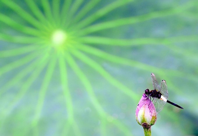 dragonfly-lands-on-a-lotus-bud