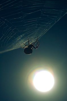 morning-cobwebs