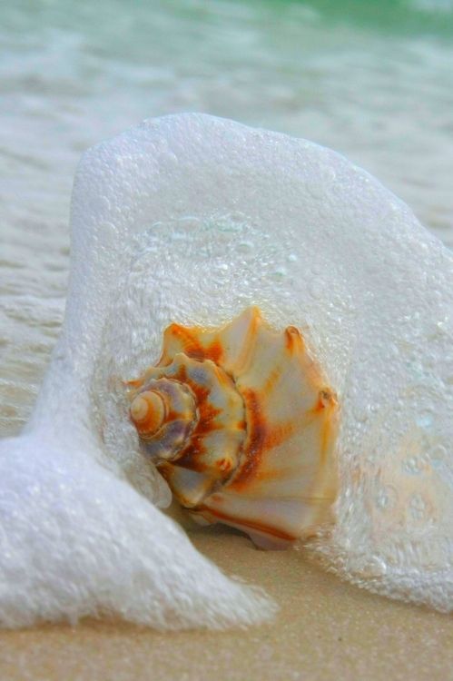 of-shells-and-lovers