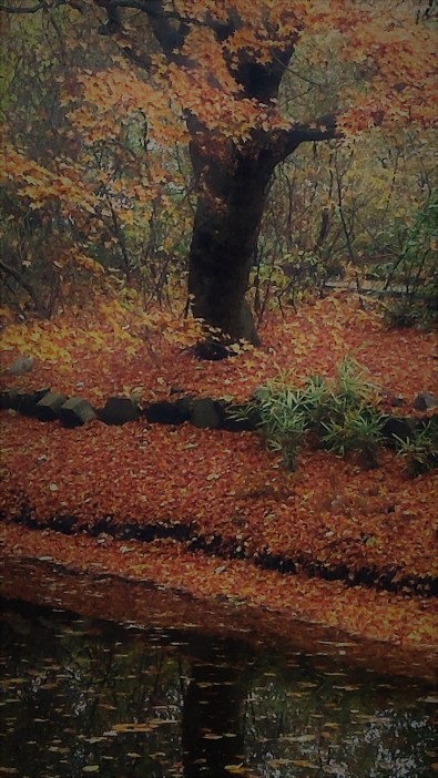 gardening-in-the-autumn-rain-2