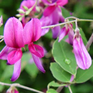 japanese_bush_clover
