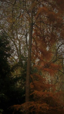 not-lost-in-the-woods