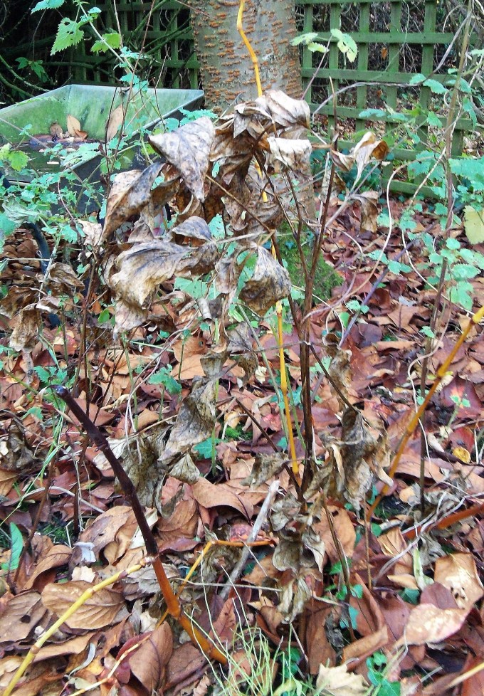 the-wreckage-of-autumn