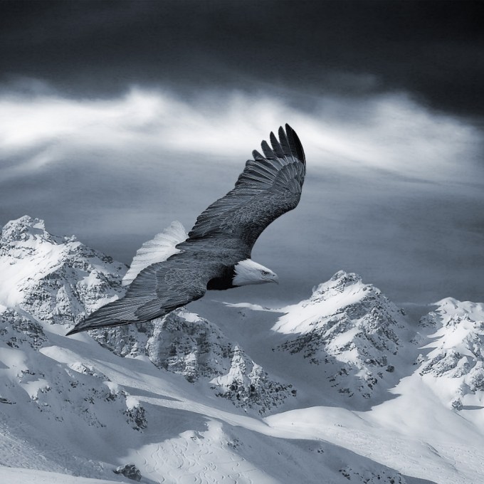 eagle-in-snow