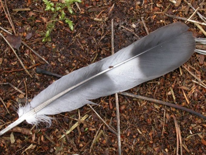pigeon-feather