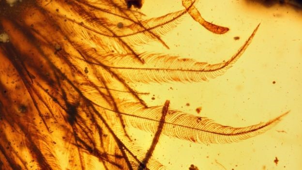 prehistory-in-amber