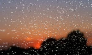 cloud-of-gnats-at-dusk
