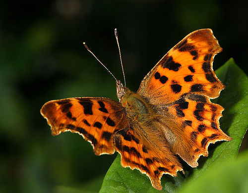 Comma Butterfly
