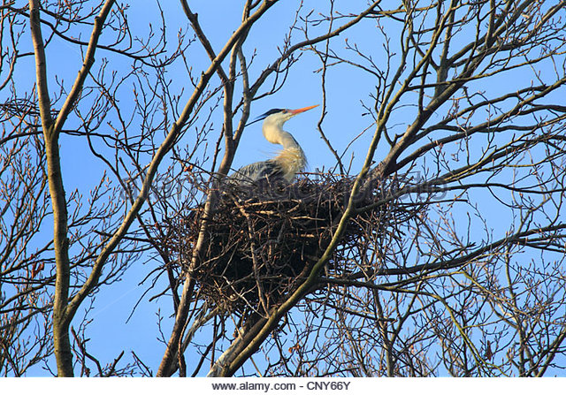 grey-heron-ardea-cinerea-sitting-in-the-nest-in-a-tree-cny66y