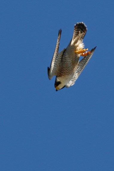 Peregrine
