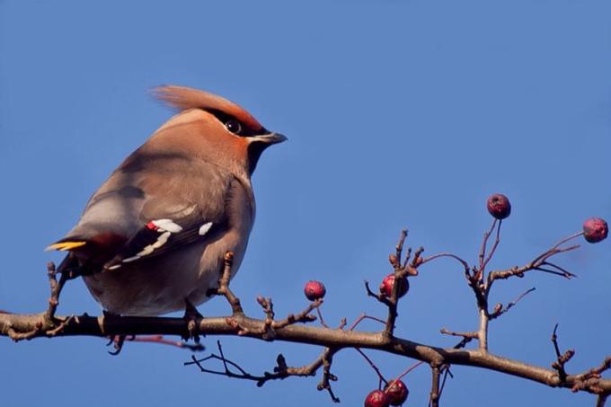 Waxwing