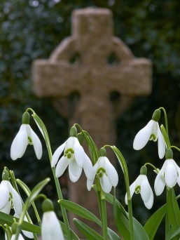 Grave snowdrops