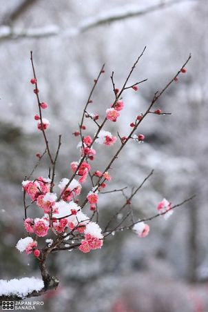 Ice on cherry blossom