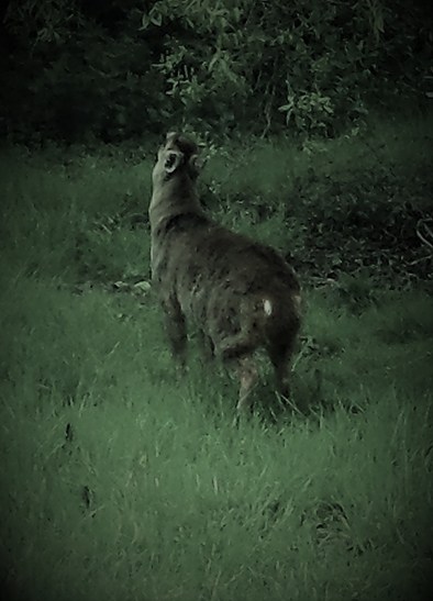 Night Deer
